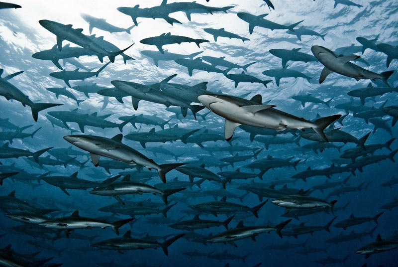 En 1995 Malpelo fue declarado Santuario de Fauna y Flora. En 2017 recibió el título de Refugio Oceánico Global. Es la novena área marina protegida más grande del mundo (9.584 kilómetros cuadrados). Allí, se calcula, cada año capturan unos 5.000 tiburones.