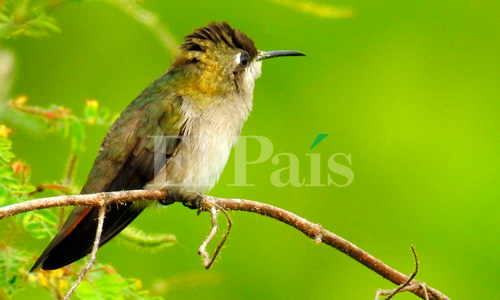 Avistamiento de Amazilia