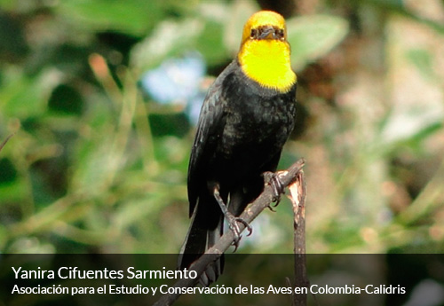 Avistamiento de aves