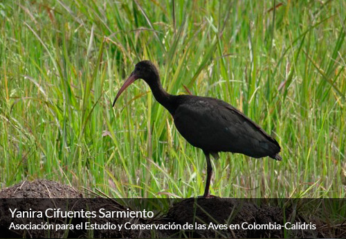 Avistamiento de aves