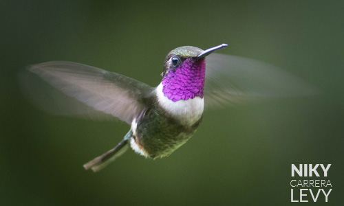 Avistamiento de Colibrí de Mitchell