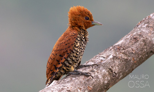 Avistamiento de Celeus-loricatus