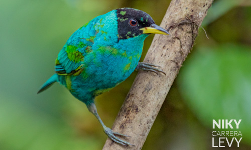 Avistamiento de Mielero verde