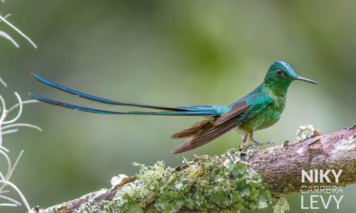 Avistamiento de Colibri coludo azul