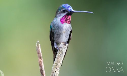Avistamiento de Colibrí piquilargo