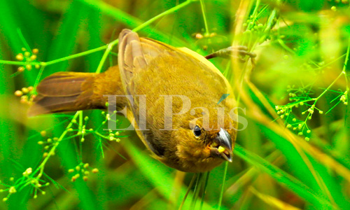 Avistamiento de Espiguero capuchino