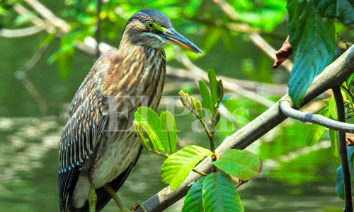 Avistamiento de Garcita rayada