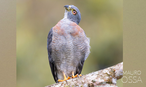 Avistamiento de Milano bidentado