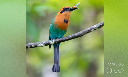 Avistamiento de Momoto picoancho