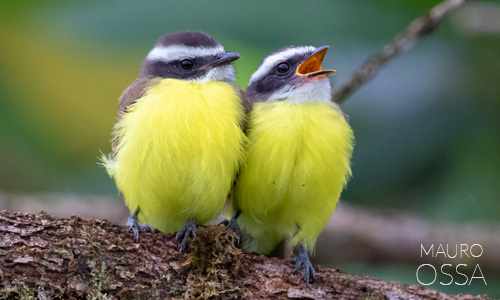Avistamiento de Atrapamoscas de pecho amarillo