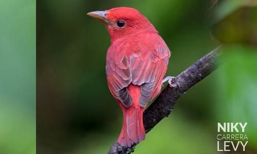 Avistamiento de Tángara Roja Migratori