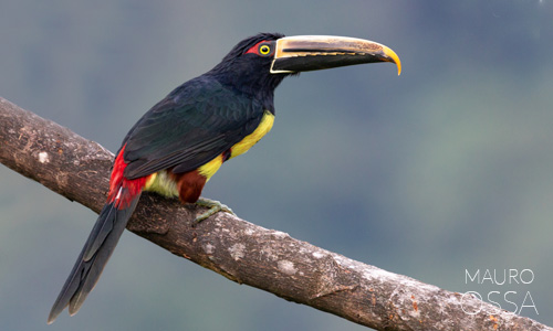 Avistamiento de Tucancillo collarejo