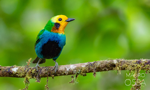 Avistamiento de Tangara Multicolor