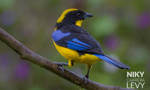 Avistamiento de Tángara primavera