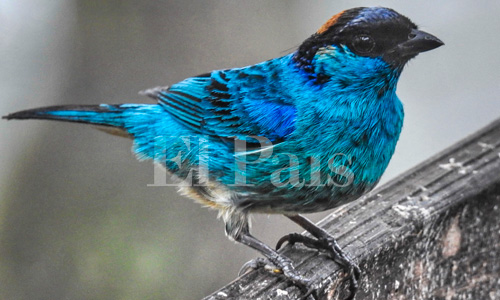 Avistamiento de Tangara Diadema