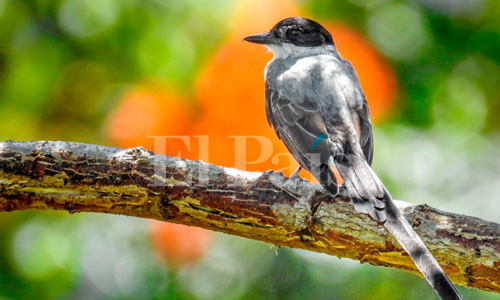 Avistamiento de Tirano tijereta