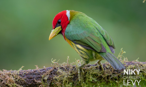 Avistamiento de Torito cabecirrojo