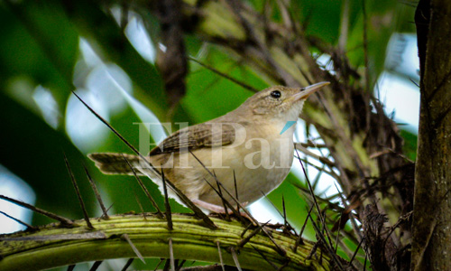 Avistamiento de Troglodytes-aedon