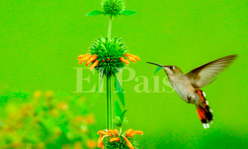 Avistamiento de Chrysolampis-mosquitus-o-Tucusito-rubí