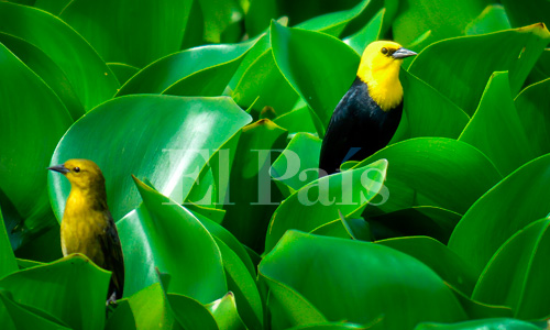 Avistamiento de Turpial de agua