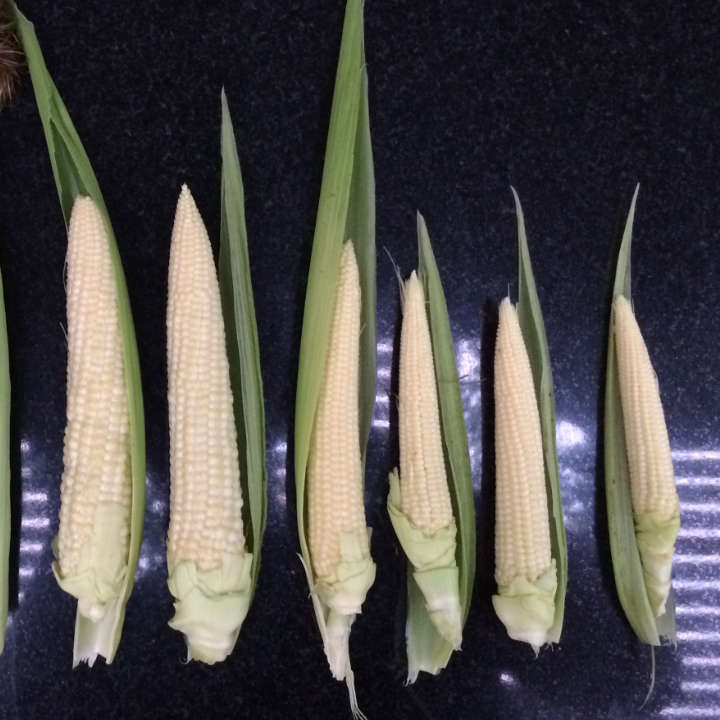 Cocina Sostenible La Divina