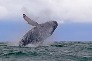 La temporada de avistamiento de ballenas jalona el turismo en Buenaventura en esta época. Foto: Jorge Orozco / El País