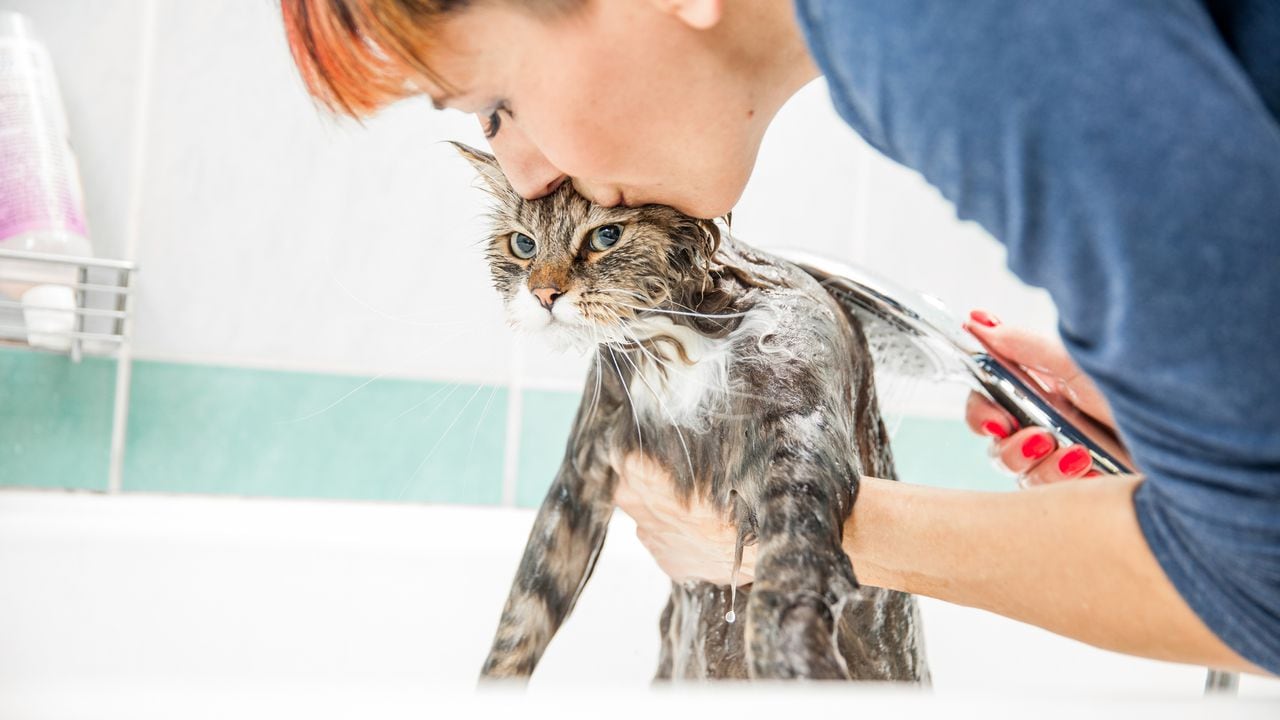Bañar a un gato es una buena opción cuando ya acumulan bastante suciedad y así puede hacerlo.