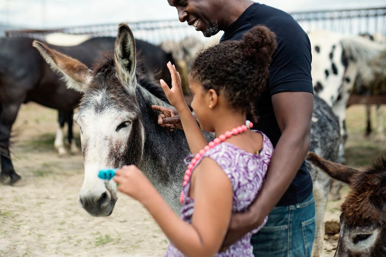 Chica joven con autismo que se conecta con burros en un centro especial.