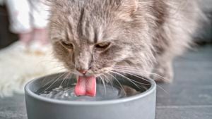Al tomar agua los gatos usan sus papilas para consumir más líquido.