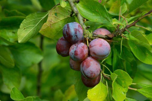 Plum "Opal" ripe fruit on tree Norfolk UK Europe