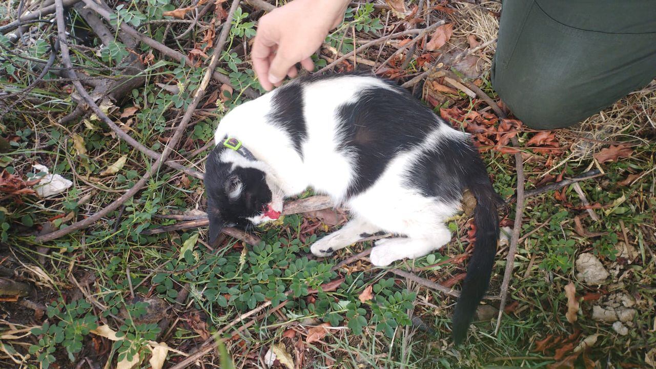 La gata yacía sobre el suelo después de haber resultado lesionada por la detonación.