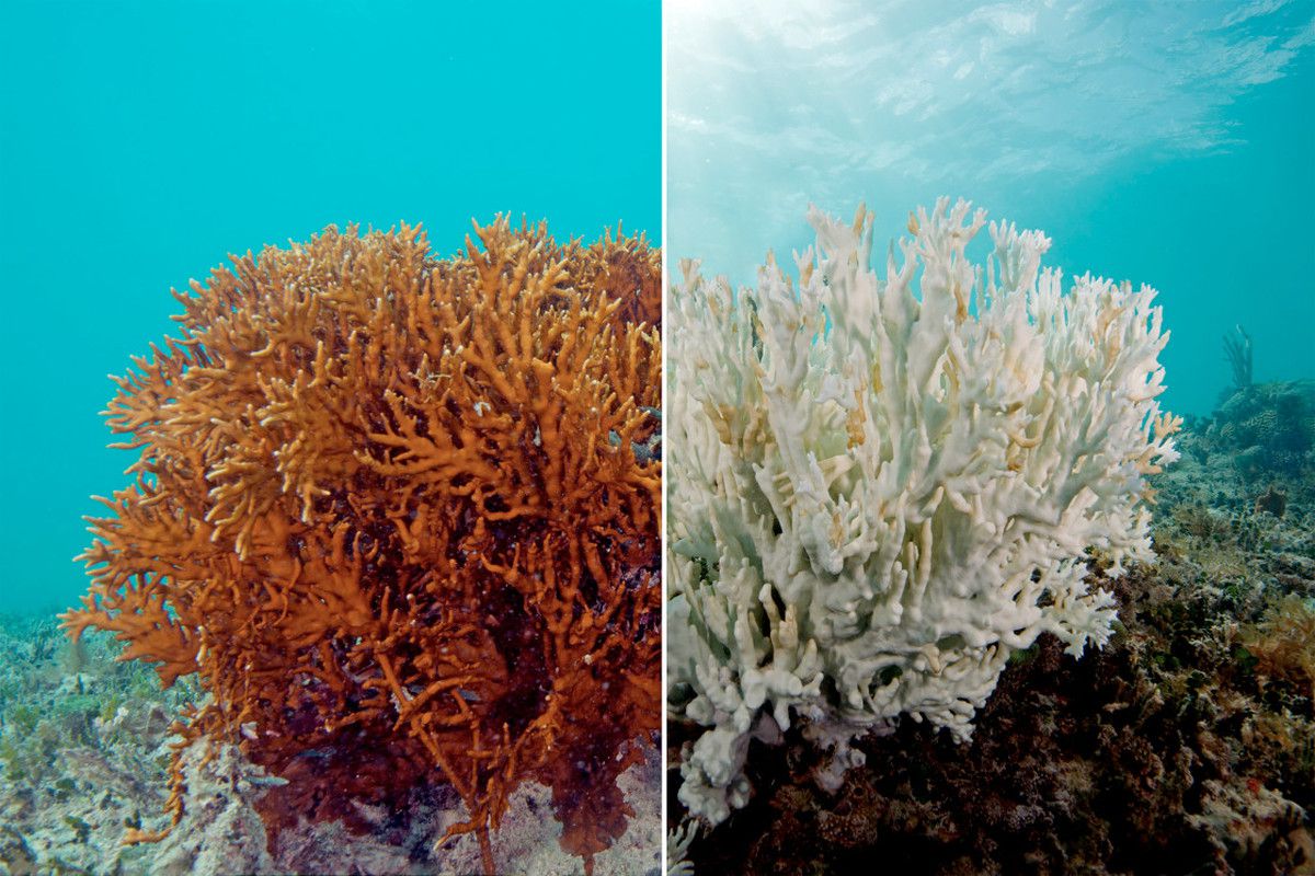 Un coral antes y después de sufrir de blanqueamiento, una de las principales amenazas de estos ecosistemas.