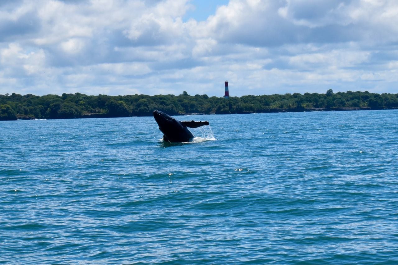 Miles de personas acuden cada año al Pacífico colombiano para ver las ballenas.