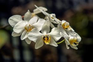Imagen de referencia. Orquídeas.
