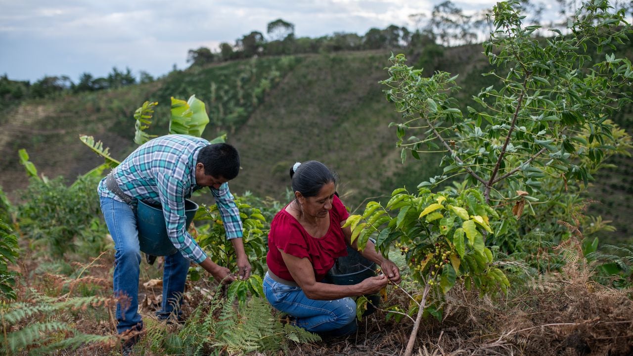 Luis Carlos Ortega, coordinator in La Coqueta farm, and his wife, Zenaida Jiménez, harvest coffee beans in La Coqueta farm, in La Sierra, Cauca deparment, Colombia, on September 25, 2023.   Photo: Jaír F. Coll for Solidaridad