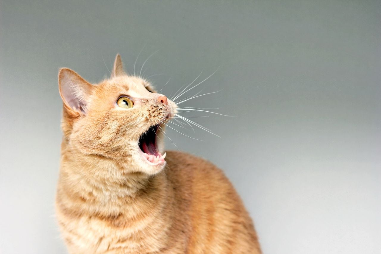 Desentrañando el enigma del maullido excesivo en los gatos: estas son las causas más frecuentes.