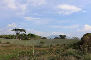 Con la siembra de 100 mil matas de piña en cerca de 40 hectáreas restituidas se empiezan a ver los frutos que deja la paz en la vereda Lomitas, ubicada a 15 minutos de Santander de Quilichao, en el Cauca.