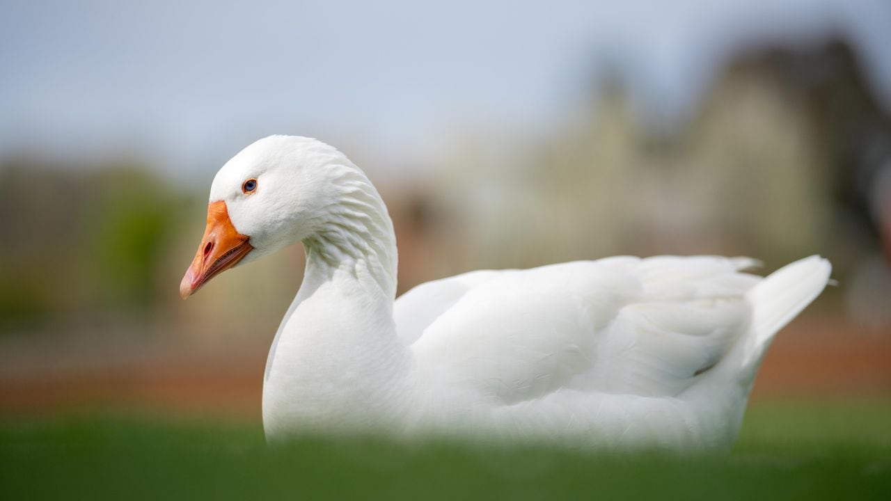 Un curioso pato blanco se paseó por Transmilenio en compañía de su dueño.