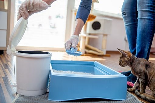 Mantener limpia la arena de su gato es indispensable para su salud.