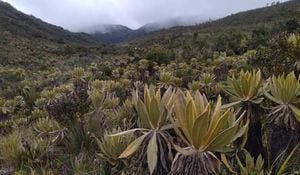 Actualmente, el Valle del Cauca es el departamento con mayor número de áreas protegidas.