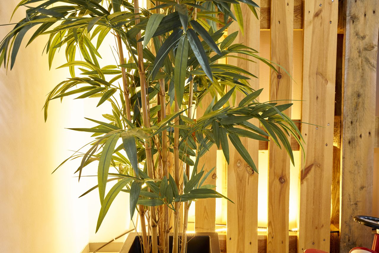 La planta de bambú es usada para llamar la buena suerte.