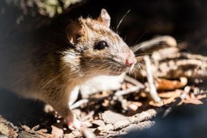 Las ratas y los ratones prefieren vivir en las casas.