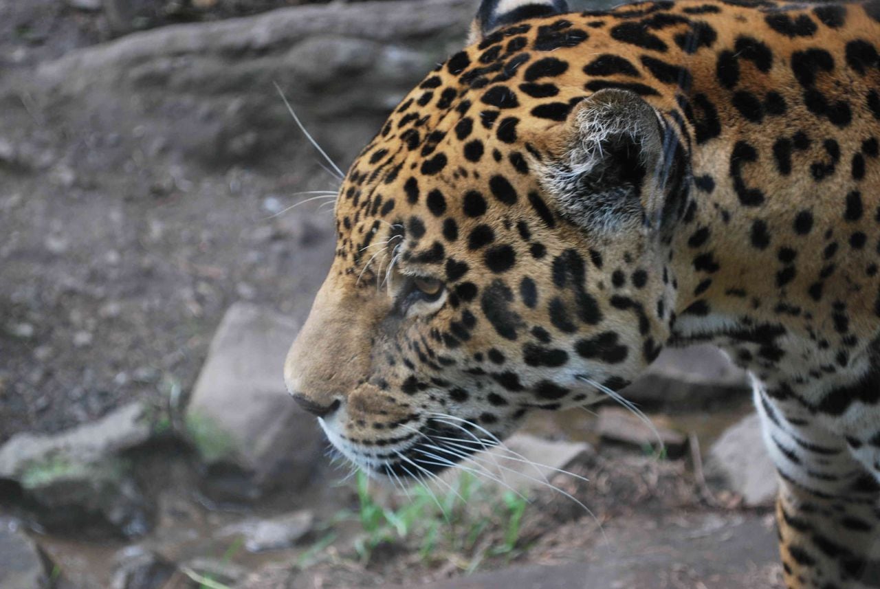 El jaguar, el único felino grande de América y el tercero más grande del mundo, es uno de los atractivos de Guátika Bioparque.