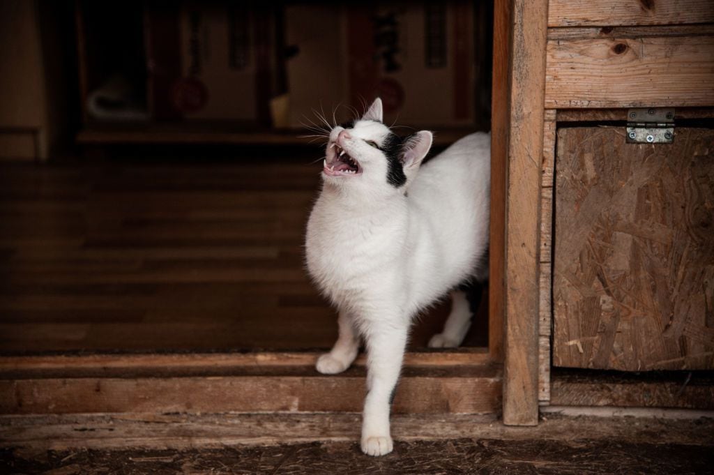 ¿Alguna vez ha cuestionado por qué los gatos maúllan en exceso? Aquí presentamos las respuestas más habituales.
