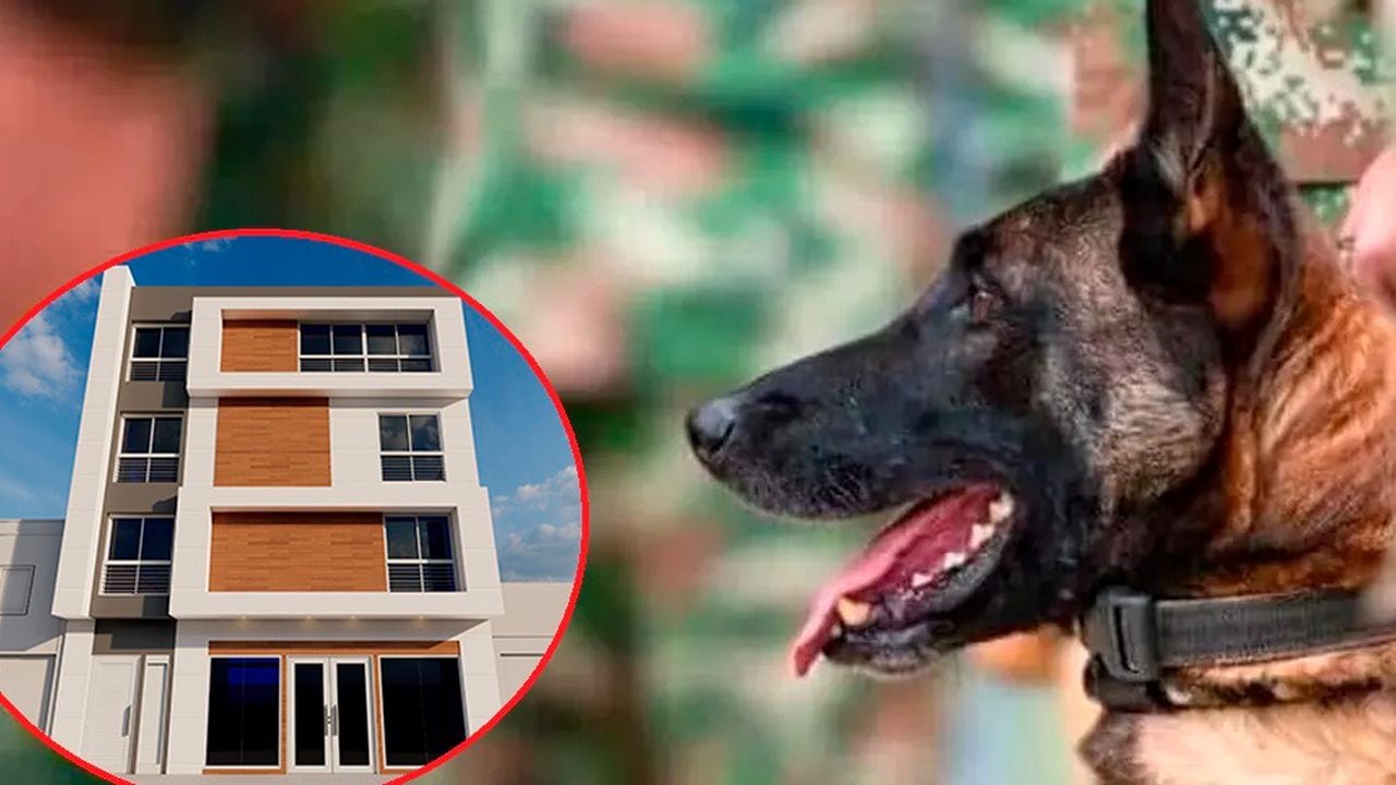 Esta es la universidad de Cali que inaugurará clínica veterinaria como homenaje al perro Wilson.