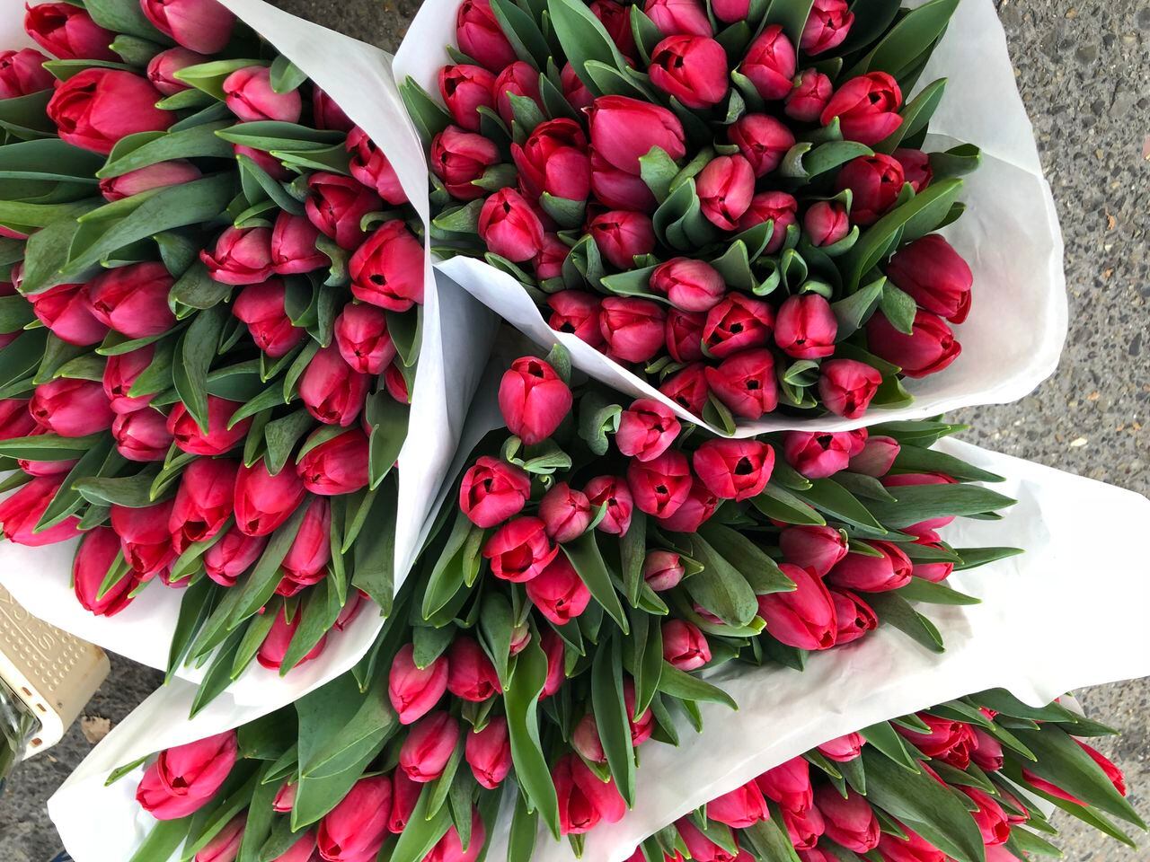 Entre en el vasto mundo de las flores y conoce a los tulipanes, embajadores vibrantes de la primavera