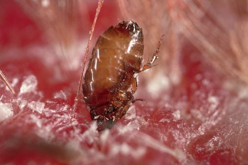 La picadura de pulga puede traer problemas para la salud de las mascotas y los humanos.