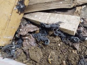 Más de 100 escorpiones fueron incautados a un hombre en el centro de Cali.