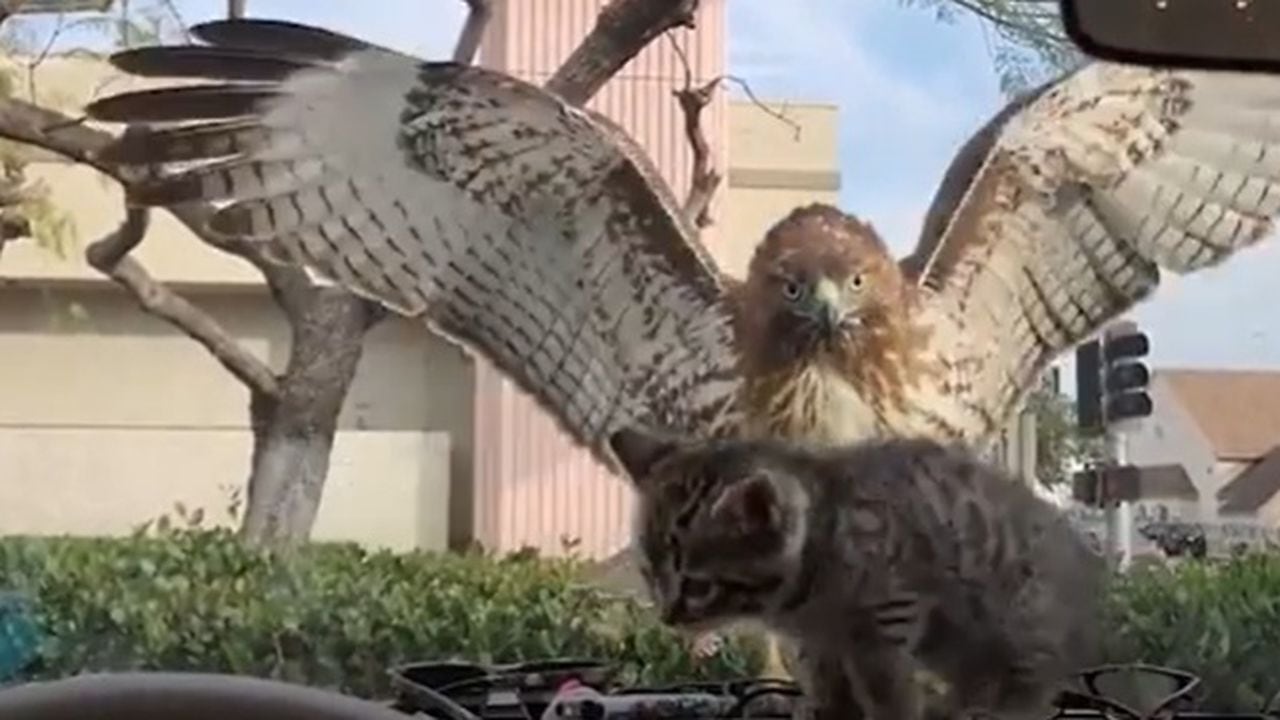 El águila intentó atrapar al gato que se encontraba al interior de un vehículo.