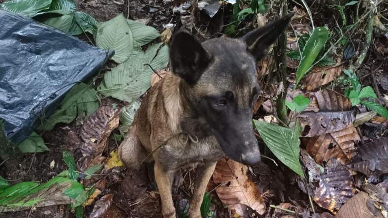 Esta es una de las fotos del perro que fue encontrado en la Selva del Caquetá y que dicen que se parece a Wilson.